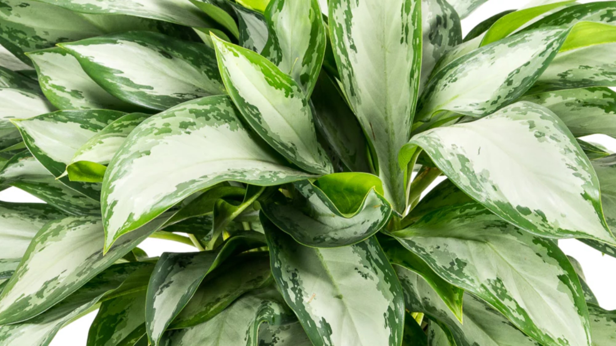 Aglaonema Silver Bay 2000x1125